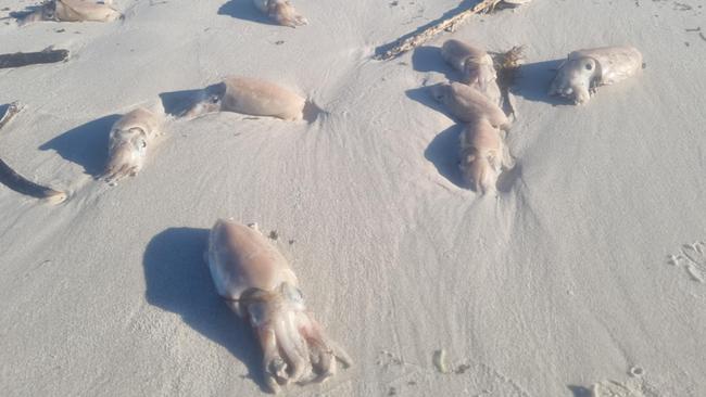 Fisherman and Tumby Bay local Samuel Kensworthy spotted dead cuttlefish spotted on Tumby Bay over the weekend. Picture: Supplied