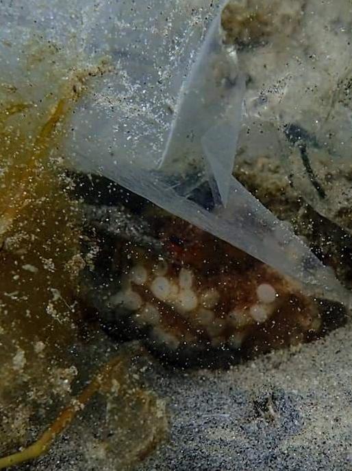 An octopus stuck in plastic. Picture: supplied 