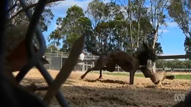 Screen-shot from a Four Corners expose on the use of live bait in greyhound racing. Picture: ABC