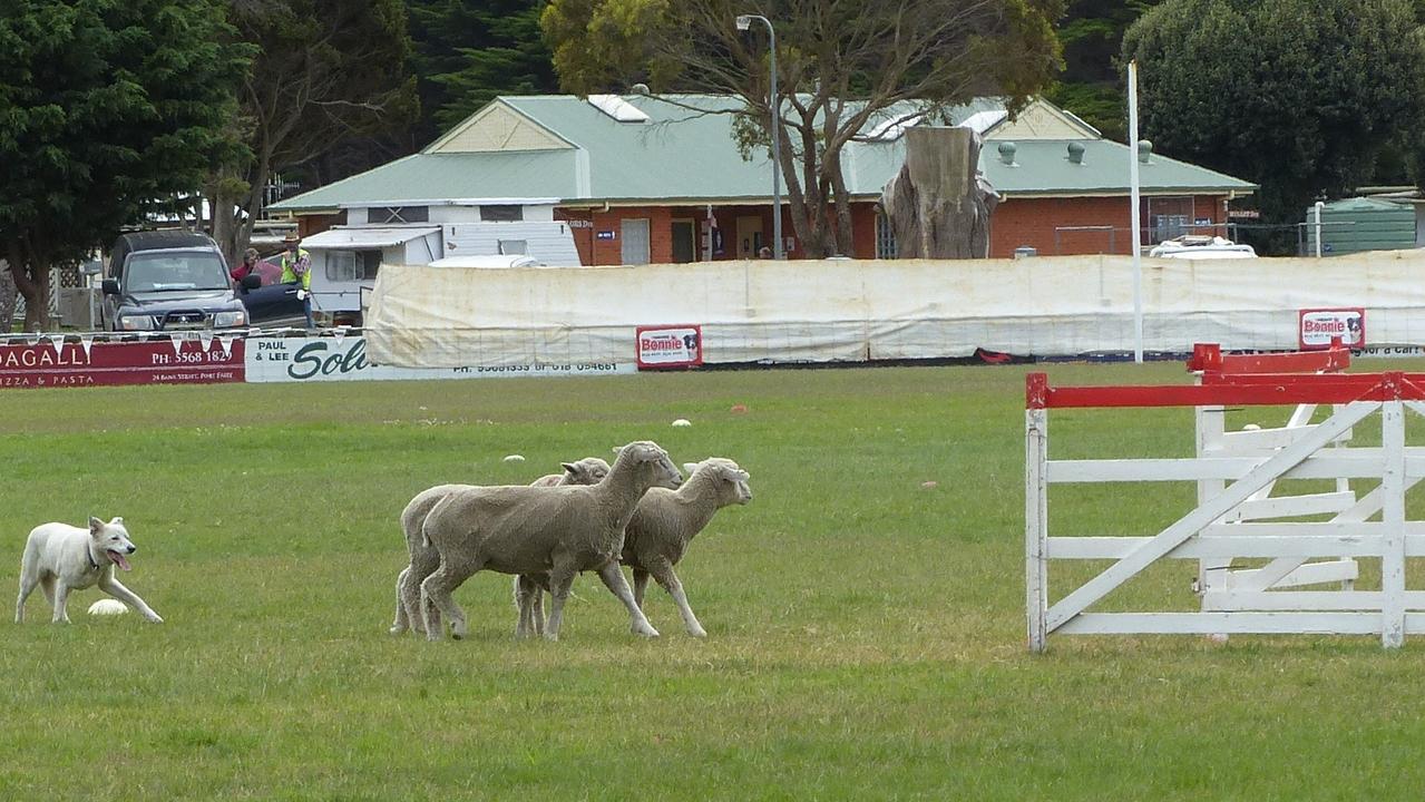 Dogs must round up three sheep through an obstacle course and into a pen in less than 15 minutes. Picture: Louise Grant