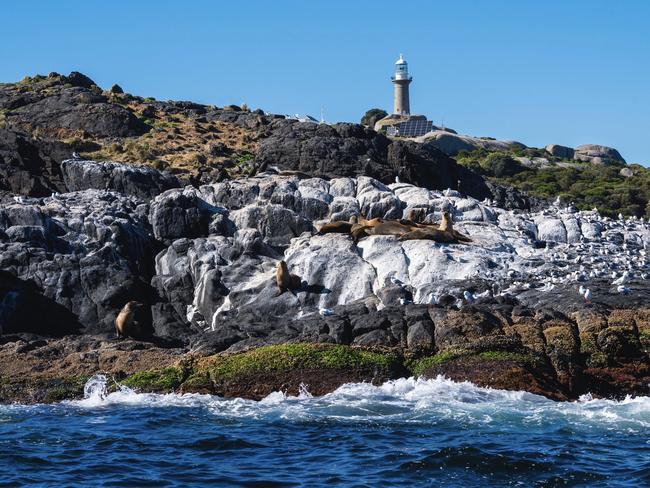 Seals on Montague Island. Picture: Destination NSW