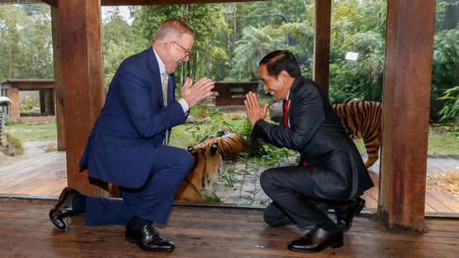 Anthony Albanese and Indonesian President Joko Widodo at the Sumatran tiger exhibit at Sydney’s Taronga Zoo on Tuesday. Picture: NCA Newswire / David Swift