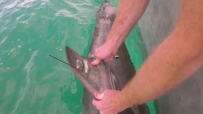 A great white shark being tagged by Fisheries off Coffs Harbour, NSW. Picture: DPI