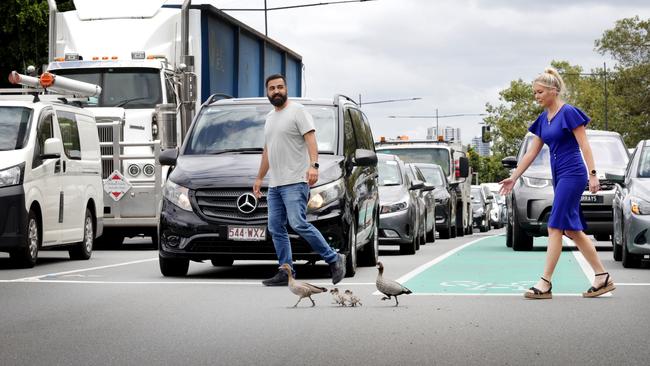 Traffic waits for the ducks to cross. Picture Steve Pohlner