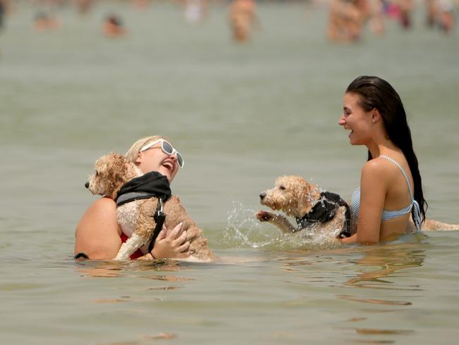 Shannaya Burton and Deanna Greenhill with dogs Dexter and Charlie head to the beach to try keep cool during a an extreme heat day in Melbourne. Picture: Stuart McEvoy