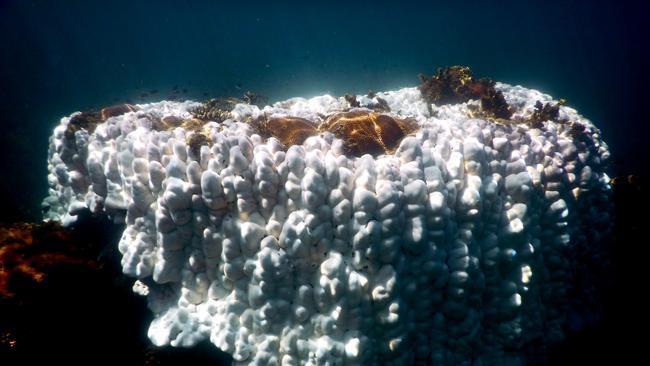 Photos show life returning to bleached corals off Magnetic Island.