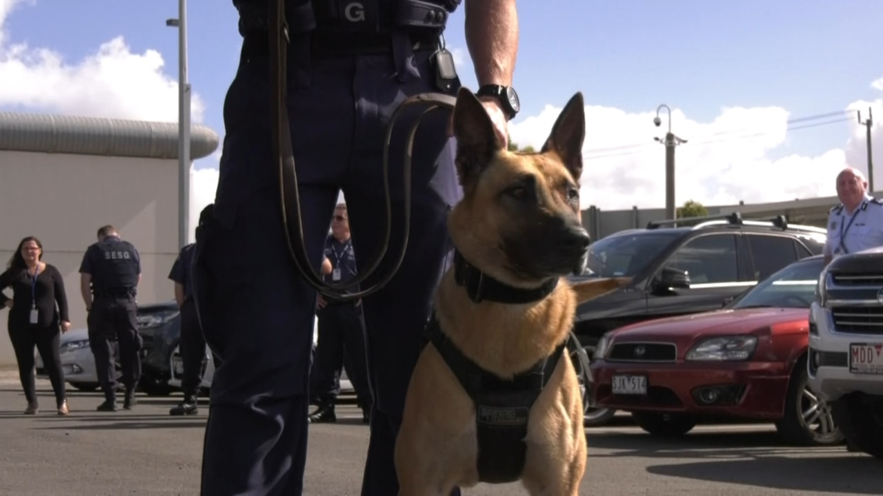 NSW drug detection dogs revealed to have low success rate