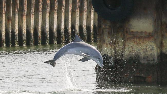 Supplied Editorial Fwd: Port River Dolphin Marianna