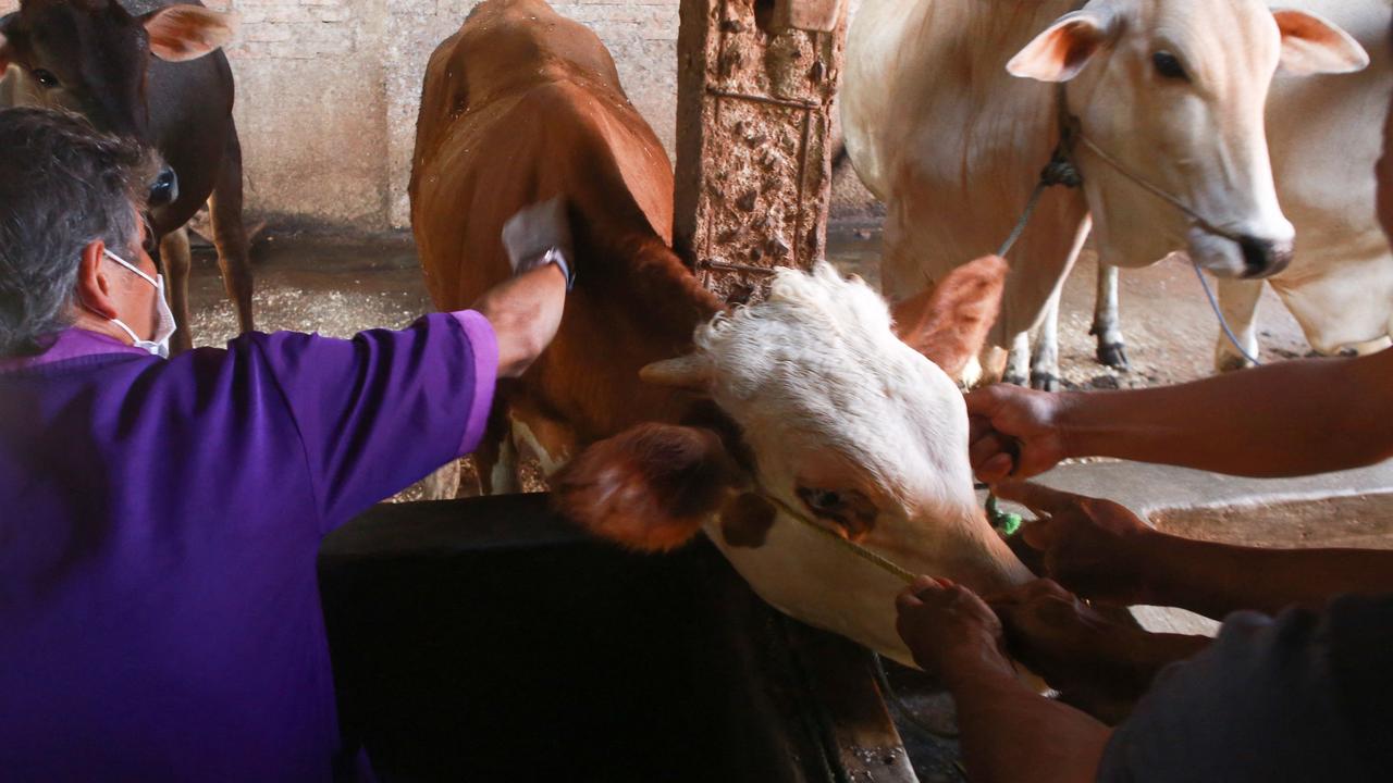 These are the first cases of foot and mouth disease Indonesia has seen since 1986. Picture: Perdiansyah/AFP