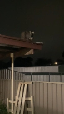 "Thought someone was breaking in": Surprise kangaroo found on Aussie's roof