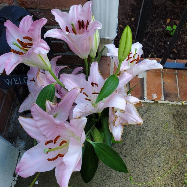 A pet owner has been left horrified when her bunch of lilies left her beloved cat fighting for its life. Picture: Facebook