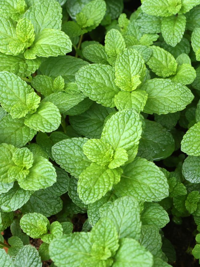 Mint