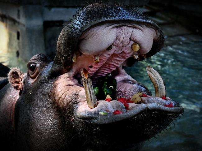 A hippopotamus eats frozen watermelon to cool off at the Bioparco zoo during a heatwave in Rome. Picture: Tiziana Fabi / AFP