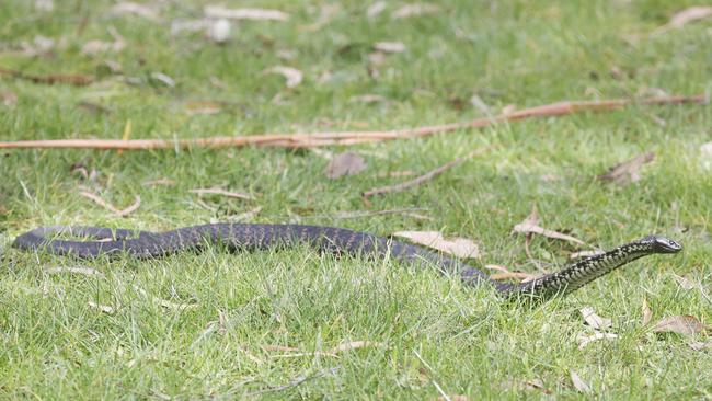 Tiger snake. Picture: Nikki Davis-Jones