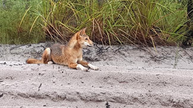 A dingo on Fraser Island. Two high risk incidents involving untagged juvenile dingoes and young children on K’gari are being investigated as the Christmas holidays get underway.