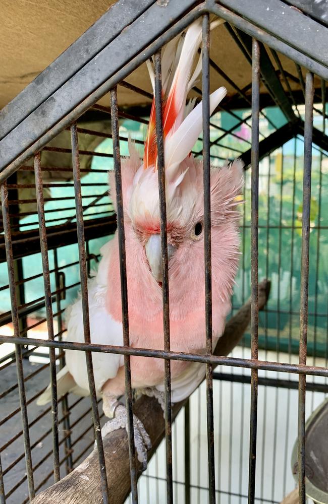 Ron Bassan, from Beaconsfield, was given this Major Mitchell Cockatoo named Alfie by one of his children. He can say 'what are you doing?'. Picture: Rae Wilson