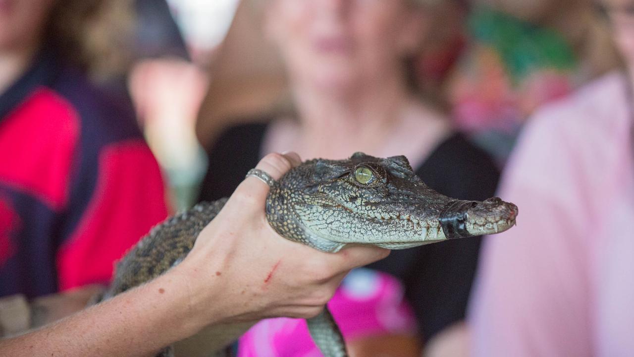 Croc racing at the Berry Springs Tavern for Melbourne Cup Day: One of the competing crocs. Picture: GLENN CAMPBELL