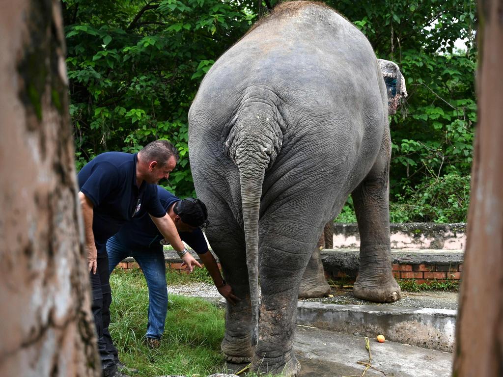 His feet were damaged by the inappropriate enclosure he was locked in. Picture: Aamir Qureshi/AFP