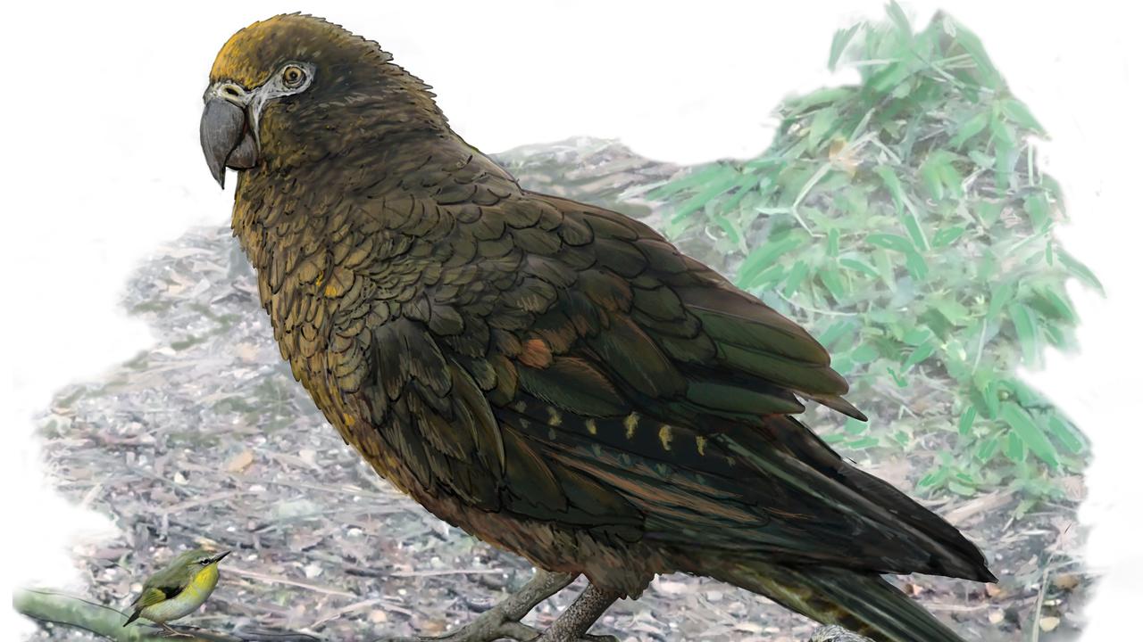 A drawing of the giant parrot next to a small New Zealand wren bird. Picture: Dr Brian Choo, Flinders University