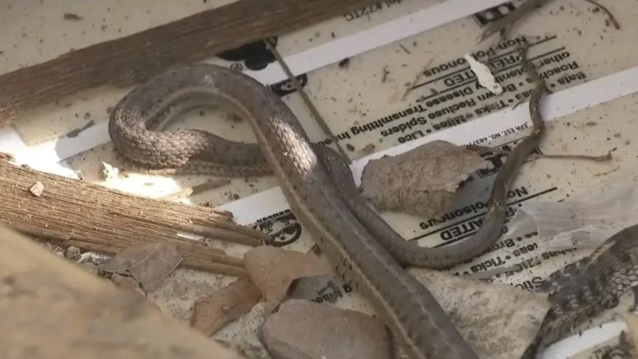 People suggested the snakes were garter snakes — but the reptiles were unusually large for the species. KMGH