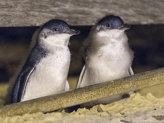 Hugo and Anjelika, two of the penguin chicks at Manly Wharf.