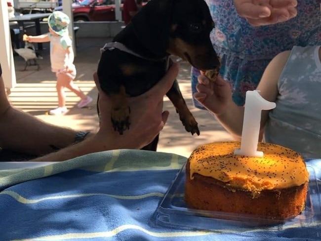 CoCo the Dachshund was stolen from outside a store in Nundah.