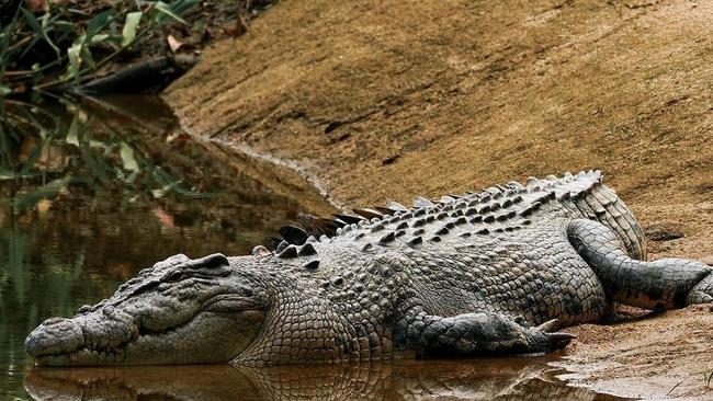 Prominent conservationist Bobn Irwin was legislative change to make behaving recklessly in croc habitat an offence. Picture: Tommy Hayes