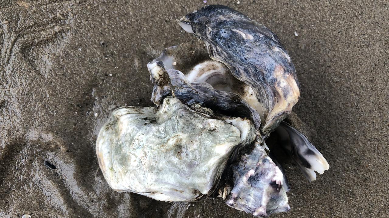 Dead oysters found on the foreshore of the Parramatta River. Picture: Supplied