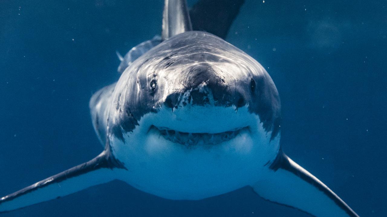 Half-eaten great white shark washes up on Australian beach after suspected  killer whale attack, World News