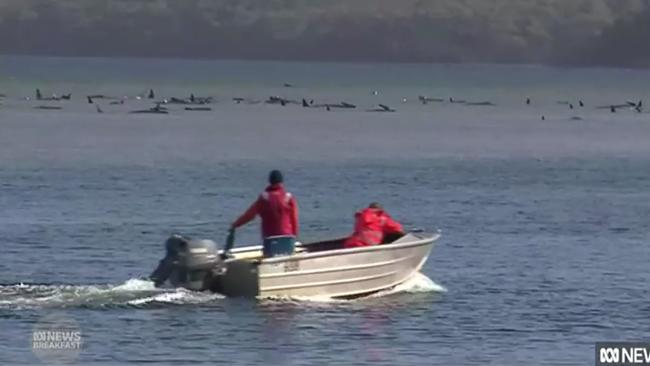 Stranded whales in Tasmania. Picture: ABC News