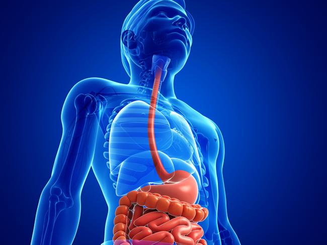 Small intestine anatomy of male - Stock image Small intestine anatomy of male - Stock image