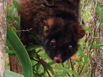 Western Ringtail Possum. Picture: Wikipedia