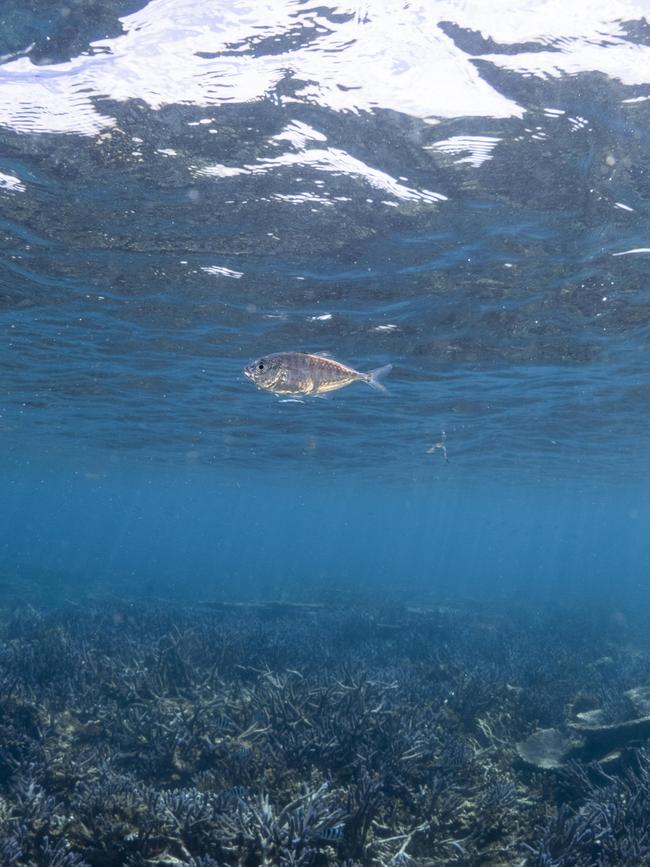 DNA collection in the waters off Western Australia. Picture: Supplied