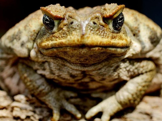 A cane toad close up