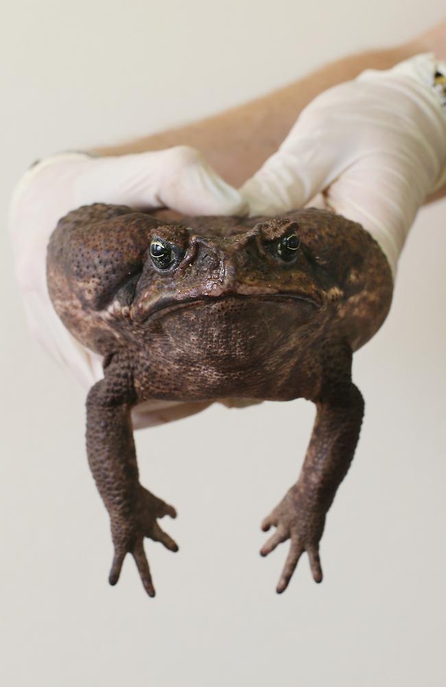 A cane toad found in Cairns. Picture: Brendan Radke