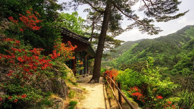 Royal azaleas leading up to a small buddhist shrine in Odaesan National Park.