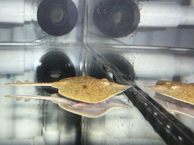 A baby Maugean skate has been hatched for the first time in captivity.