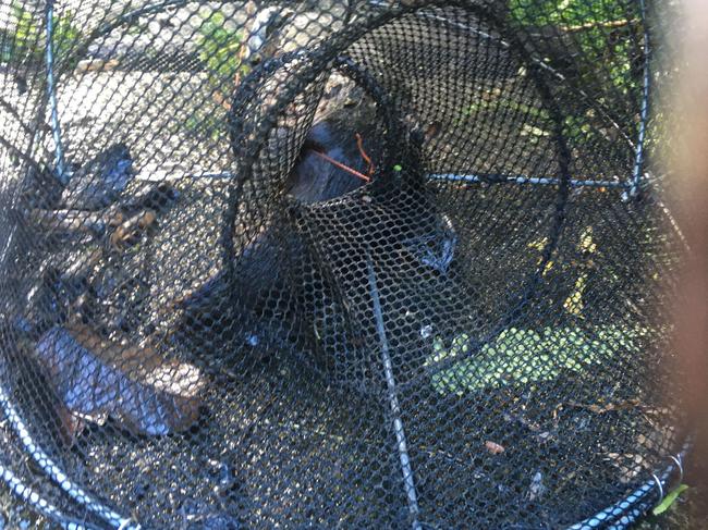 Platypus found dead, illegally killed in a yabbie trap in Broken River. Picture: Oskar Krobath