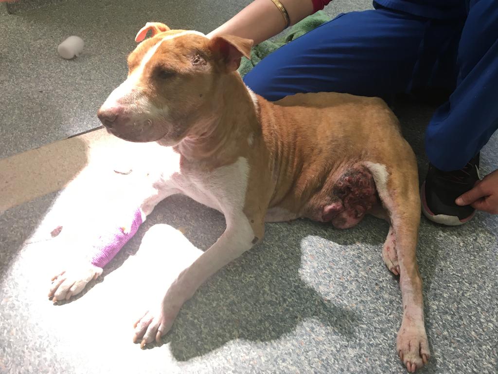 15-year-old bull terrier Nackers was euthanised shortly after this photo was taken because of gross neglect from his owner. Picture: RSPCA