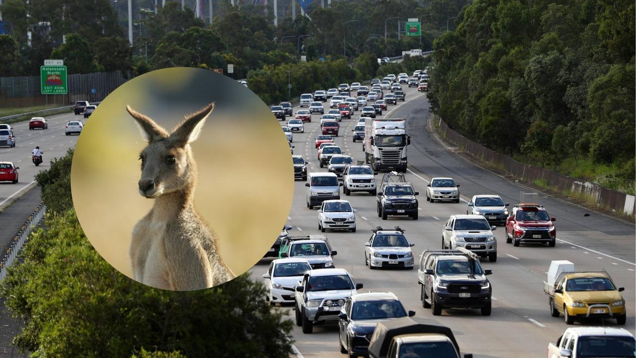 Man injured after car strikes kangaroo on M1