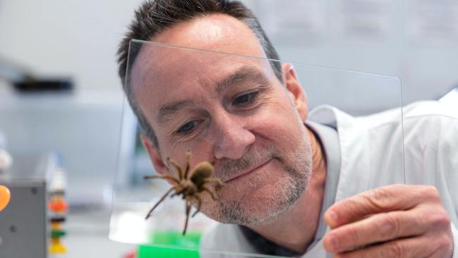 Prof King with a Fraser Island funnel web spider.