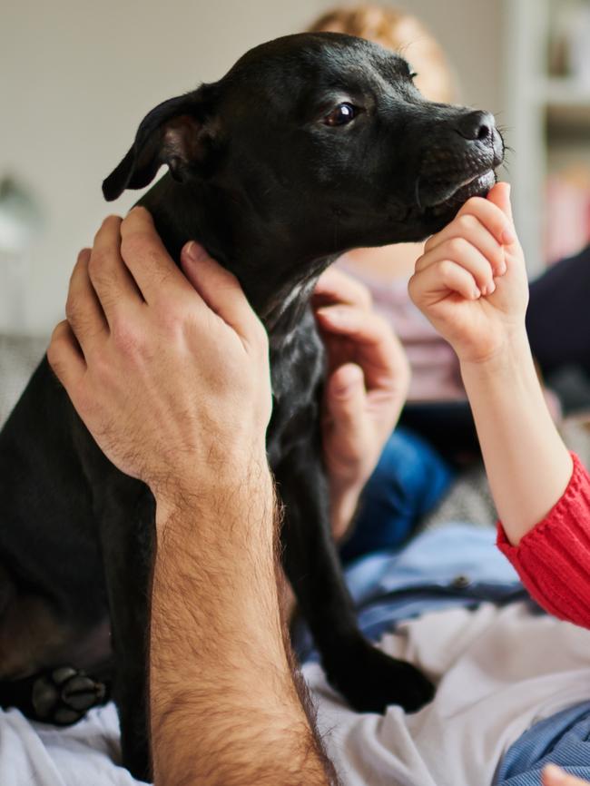 Staffordshire Bull Terriers are listed as the most popular dog breed currently at the Australian National Kennel Council.