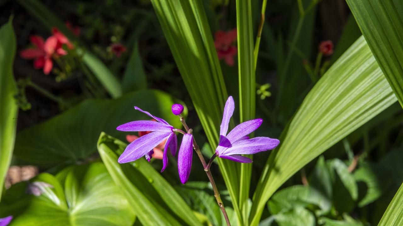 The garden of Charmaine Williamson at 30 Rhyde St Toowoomba. 2020 Garden for Good. Thursday. 24th Sep 2020