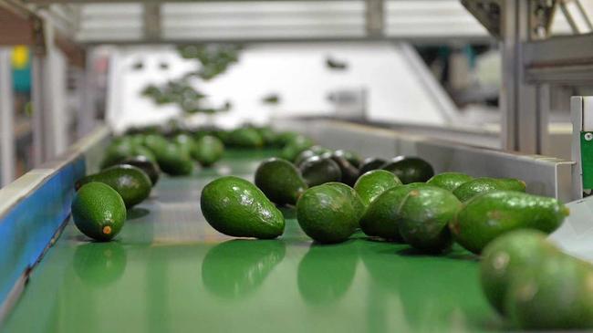 Is there an avocado processing plant in Mackay's future? Picture: Mikayla Haupt