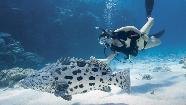 A potato cod spotted at Lizard Island.