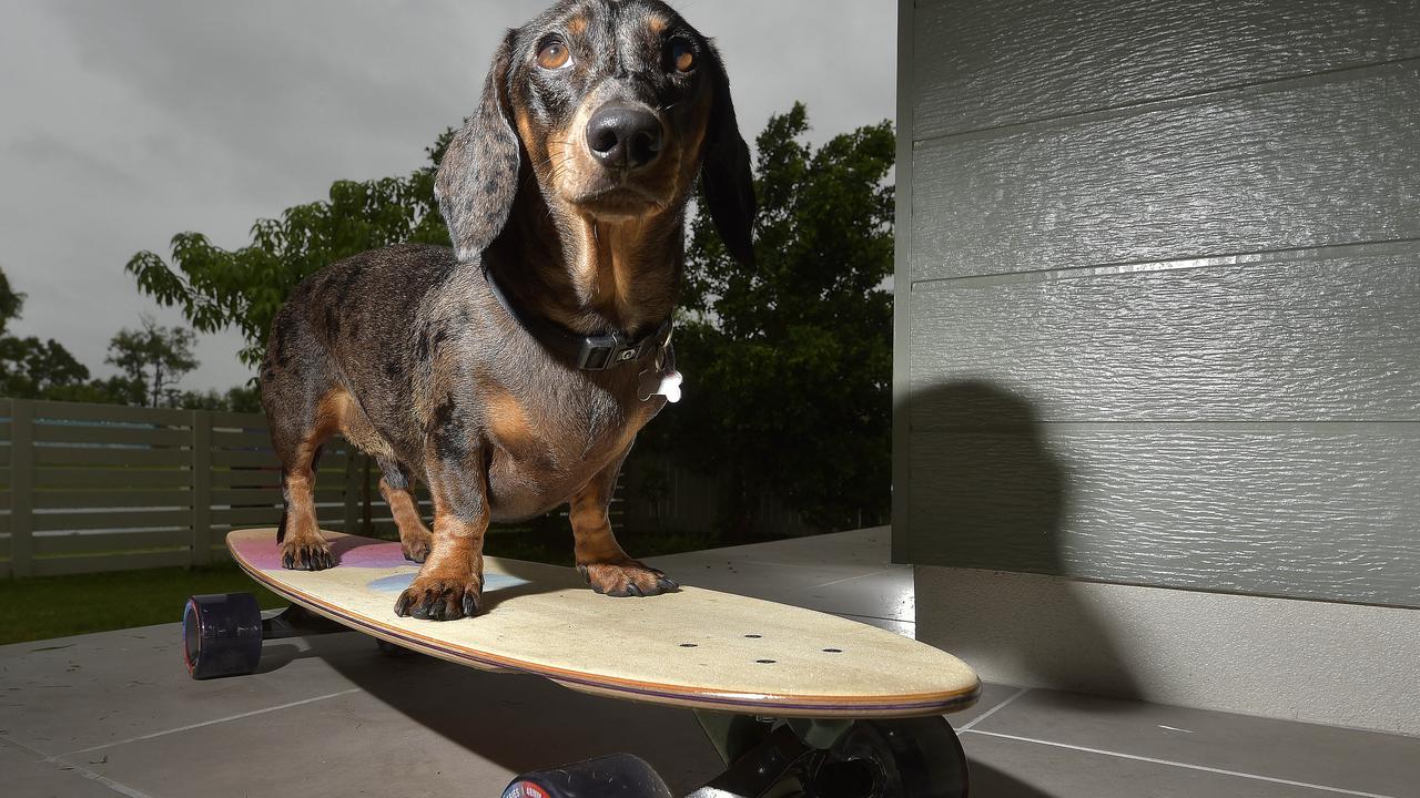 Bruno the sausage dog finds fame for his skateboarding antics ...