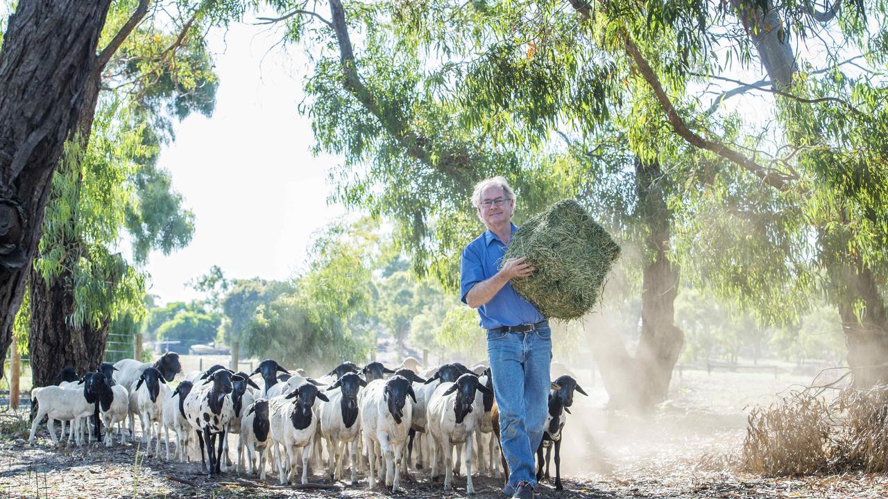 Colin feeds out hay to the flock. Picture: Zoe Phillips