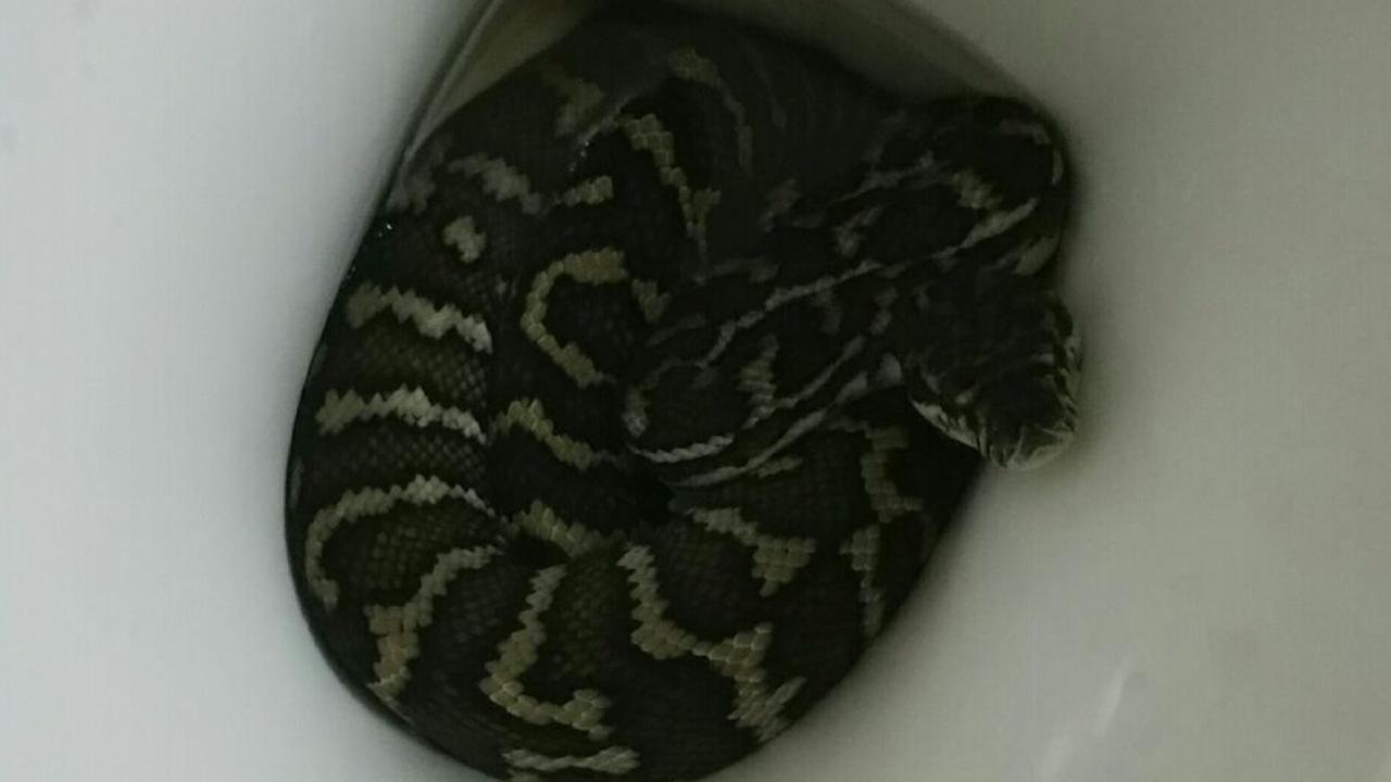 A 1.6m carpet python was just chilling out inside a Brisbane toilet. Picture: Helen Richards