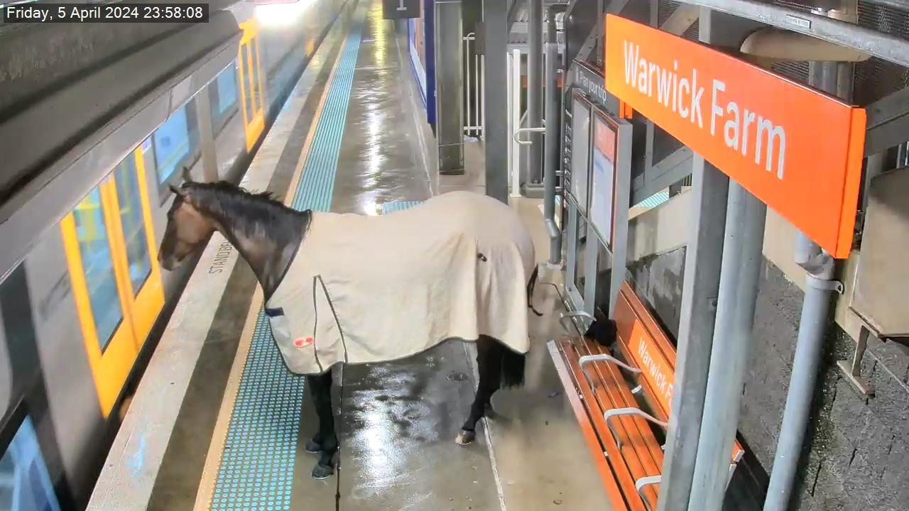 The horse waited patiently behind the yellow line for the train to pull in. Picture: Supplied