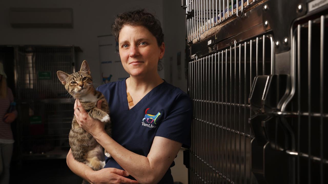 Kate Curtis training coordinator at Ten Lives with Podolica who is 5 months old and waiting to be adopted. Ten Lives cat centre is being forced to change the microchip registration provider for cats adopted from the centre. Picture: Nikki Davis-Jones